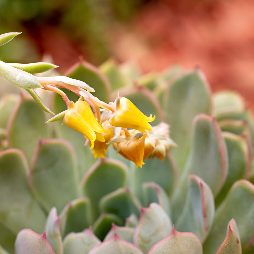 Echeveria pulidonis (Fioritura)