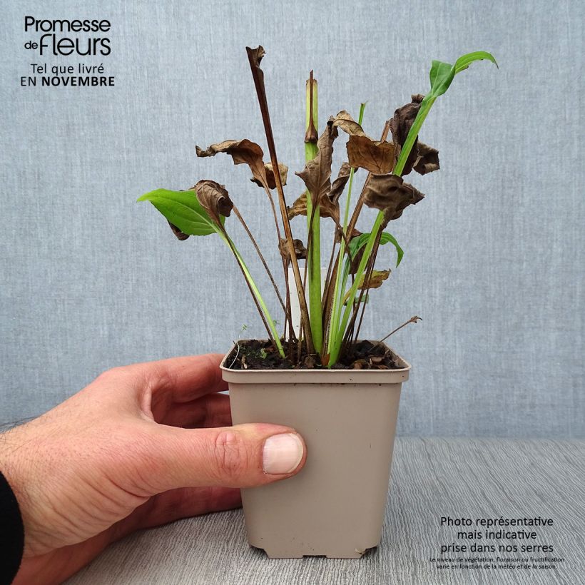 Esemplare di Echinacea purpurea Aloha Vasetto da 8/9 cm come consegnato in autunno