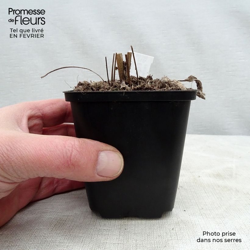 Echinacea purpurea Aloha Vasetto da 8/9 cm esemplare consegnato in inverno