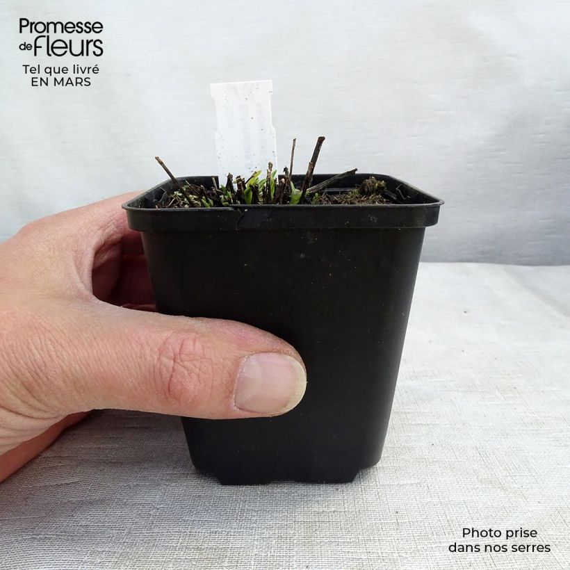 Echinacea purpurea Avalanche Vasetto da 8/9 cm esemplare consegnato in inverno