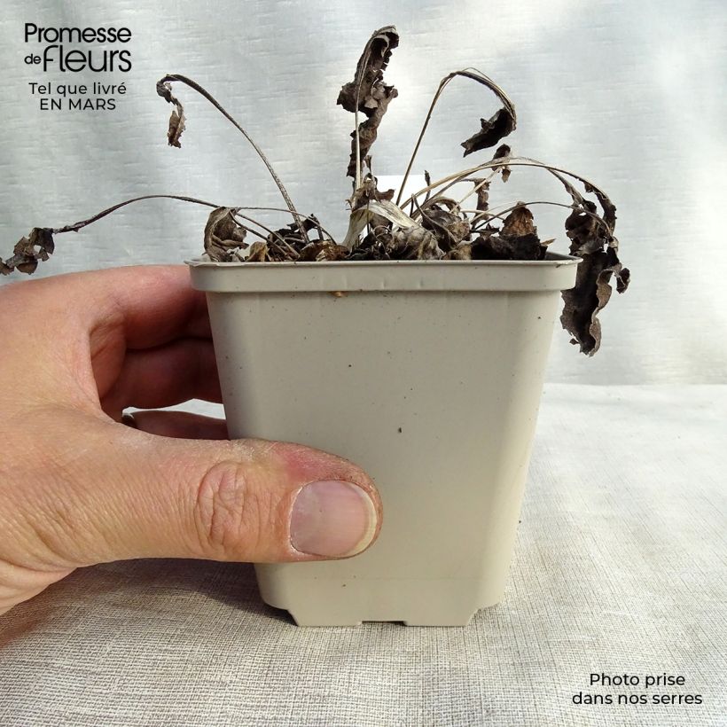 Echinacea Big Kahuna Vasetto da 8/9 cm esemplare consegnato in inverno