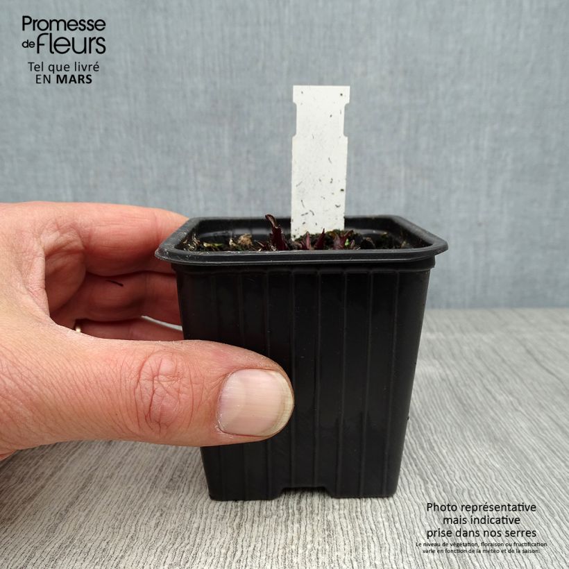 Echinacea purpurea Butterfly Kisses Vasetto da 8/9 cm esemplare consegnato in primavera