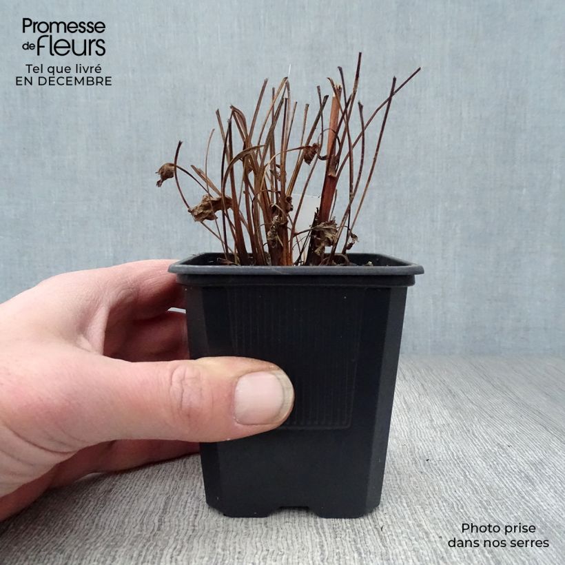 Echinacea purpurea Butterfly Kisses Vasetto da 8/9 cm esemplare consegnato in inverno