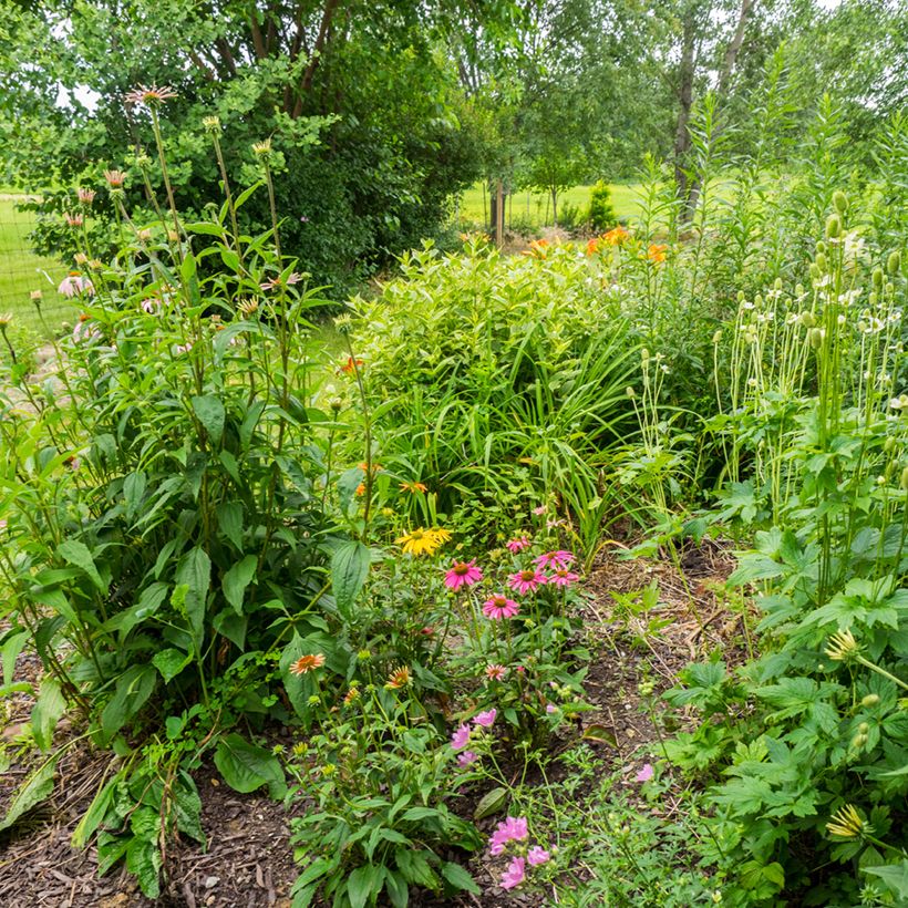 Echinacea purpurea Cheyenne Spirit (Porto)