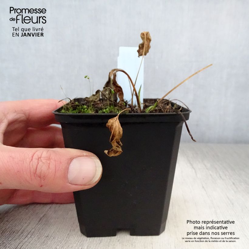 Echinacea purpurea Chiquita Vasetto da 8/9 cm esemplare consegnato in inverno