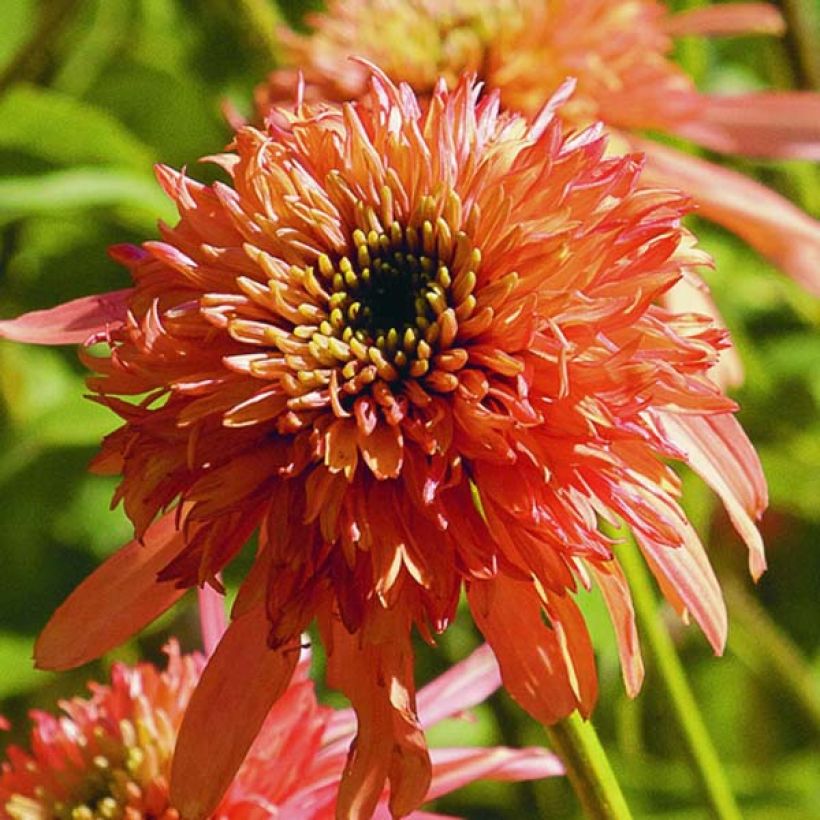Echinacea purpurea Cranberry Cupcake (Fioritura)