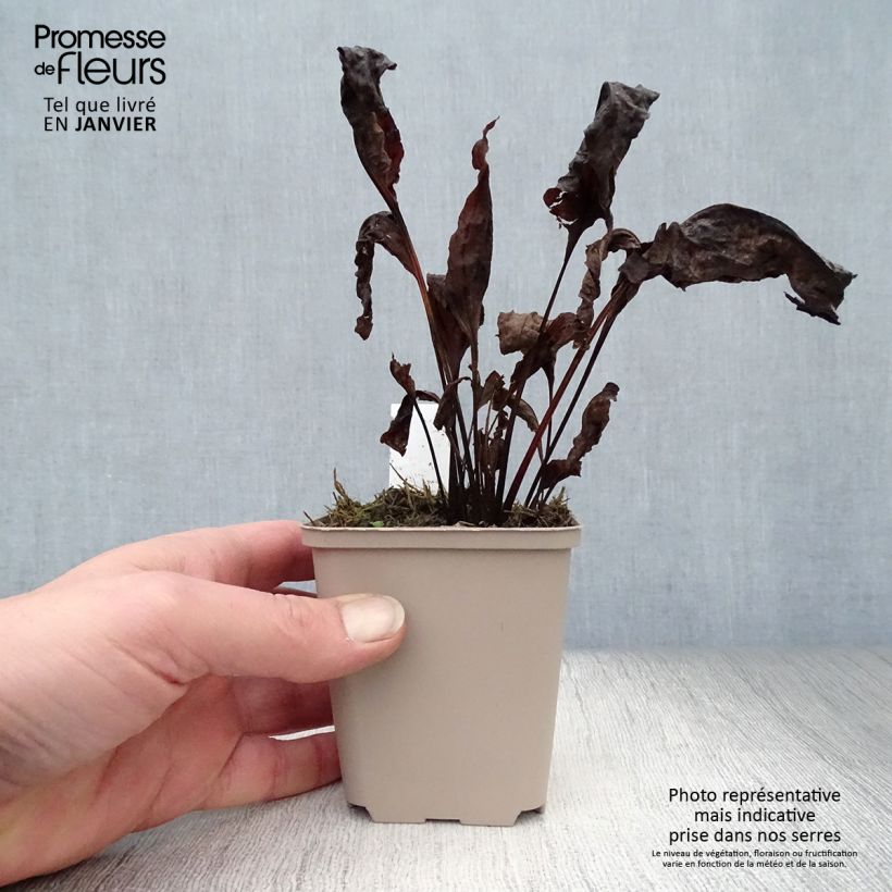 Echinacea purpurea Eccentric Vasetto da 8/9 cm esemplare consegnato in inverno