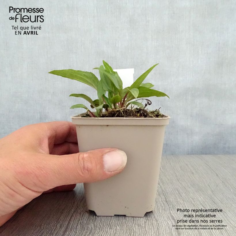 Echinacea purpurea Eccentric Vasetto da 8/9 cm esemplare consegnato in primavera