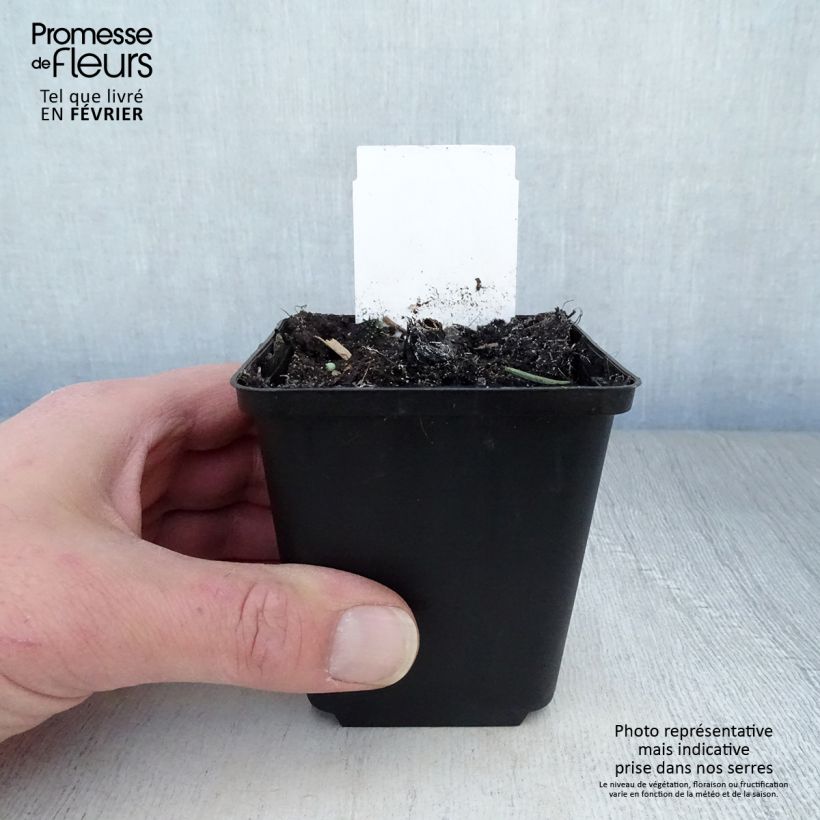 Echinacea purpurea Fatal Attraction Vasetto da 8/9 cm esemplare consegnato in inverno