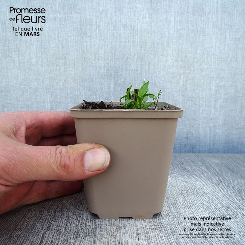 Echinacea purpurea Ferris Wheels Vasetto da 8/9 cm esemplare consegnato in primavera