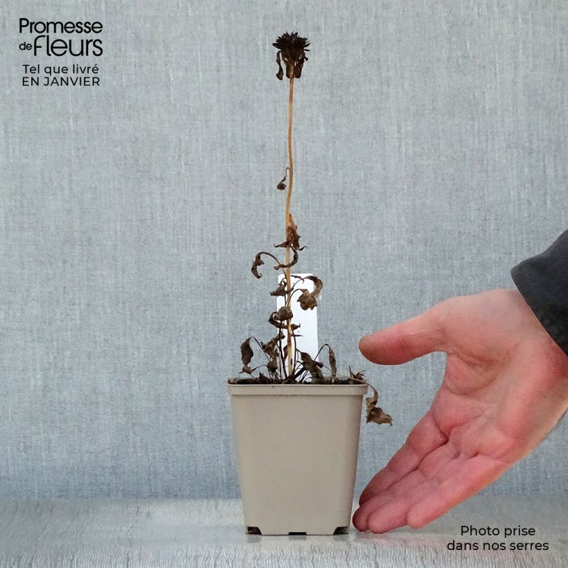 Echinacea purpurea Ferris Wheels Vasetto da 8/9 cm esemplare consegnato in inverno