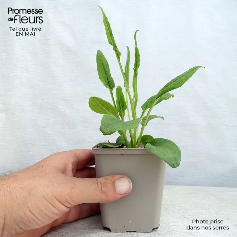 Echinacea purpurea Fragrant Angel Vasetto da 8/9 cm esemplare consegnato in primavera