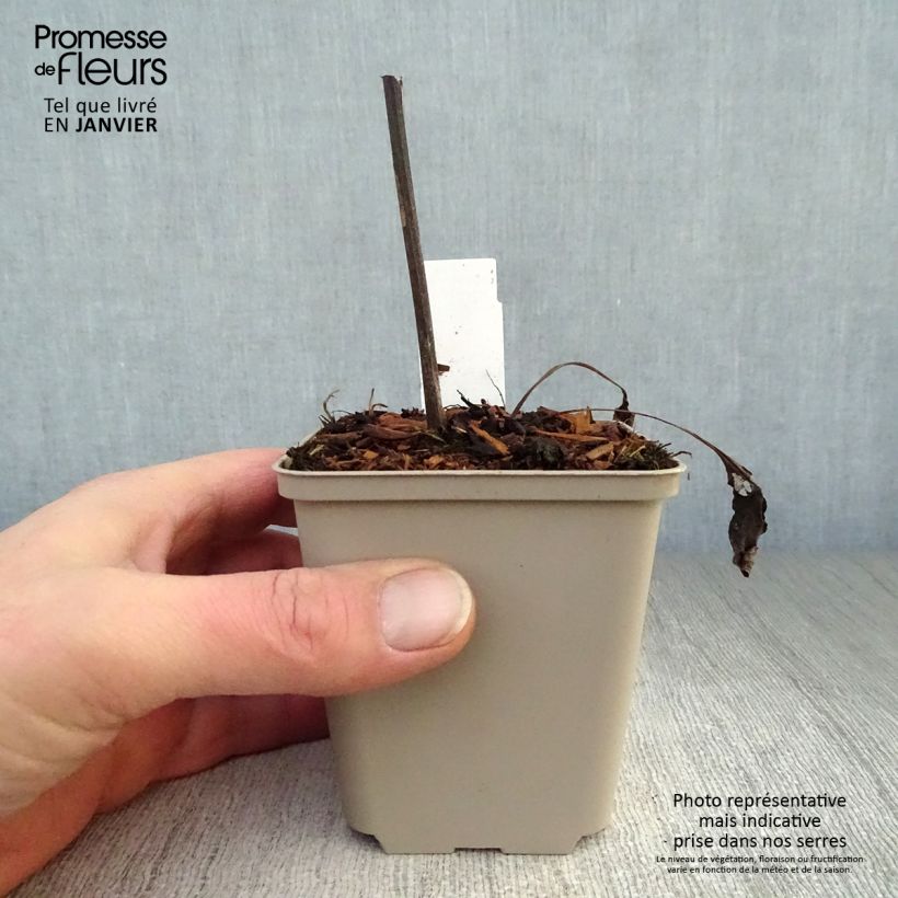 Echinacea purpurea Fragrant Angel Vasetto da 8/9 cm esemplare consegnato in inverno