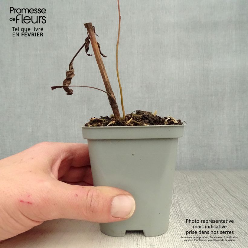 Echinacea purpurea Green Envy Vasetto da 8/9 cm esemplare consegnato in inverno