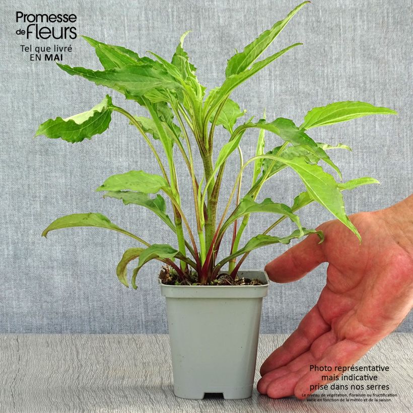 Echinacea purpurea Green Envy Vasetto da 8/9 cm esemplare consegnato in primavera