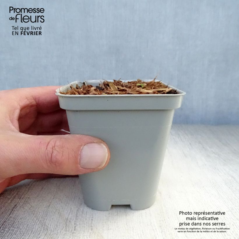 Echinacea purpurea Green Jewel Vasetto da 8/9 cm esemplare consegnato in inverno