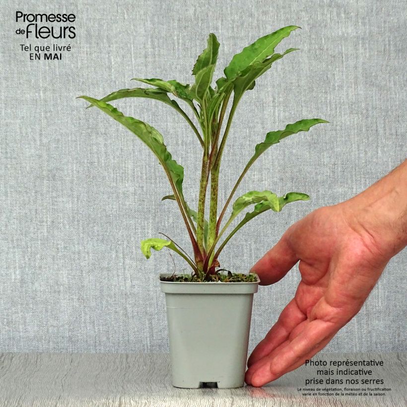 Echinacea purpurea Green Jewel Vasetto da 8/9 cm esemplare consegnato in primavera