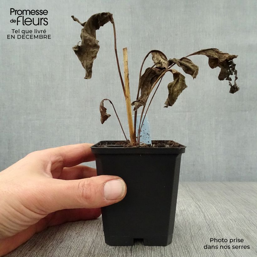 Echinacea purpurea Harvest Moon Vasetto da 8/9 cm esemplare consegnato in inverno