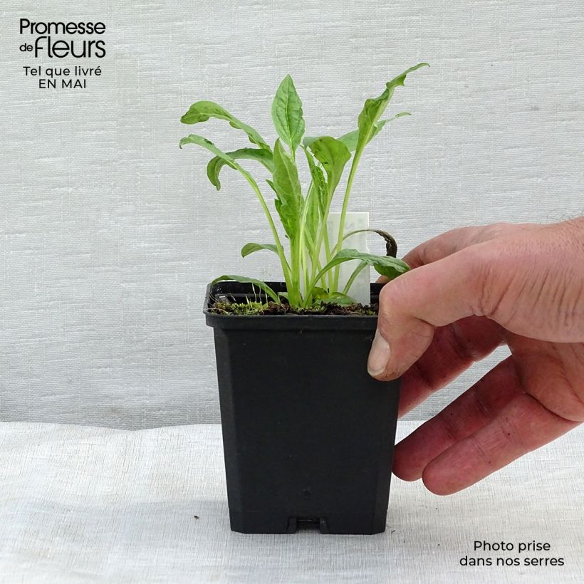 Echinacea purpurea Harvest Moon Vasetto da 8/9 cm esemplare consegnato in primavera