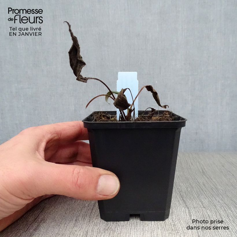 Echinacea purpurea Hot Papaya Vasetto da 8/9 cm esemplare consegnato in inverno