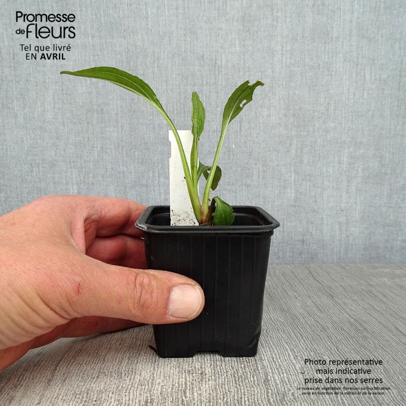 Echinacea purpurea Hot Summer Vasetto da 8/9 cm esemplare consegnato in primavera