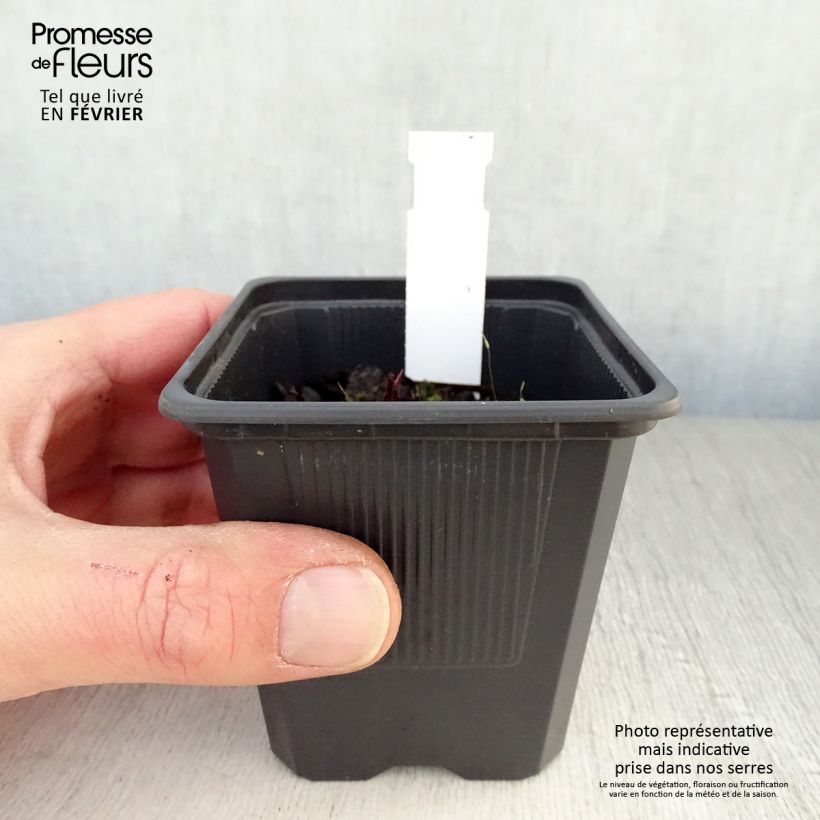 Echinacea purpurea Hot Summer Vasetto da 8/9 cm esemplare consegnato in inverno