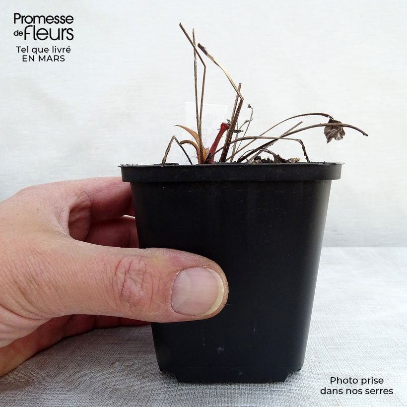 Echinacea Julia Vasetto da 8/9 cm esemplare consegnato in inverno