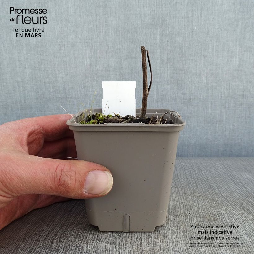 Echinacea Kismet Orange Intense Vasetto da 8/9 cm esemplare consegnato in inverno