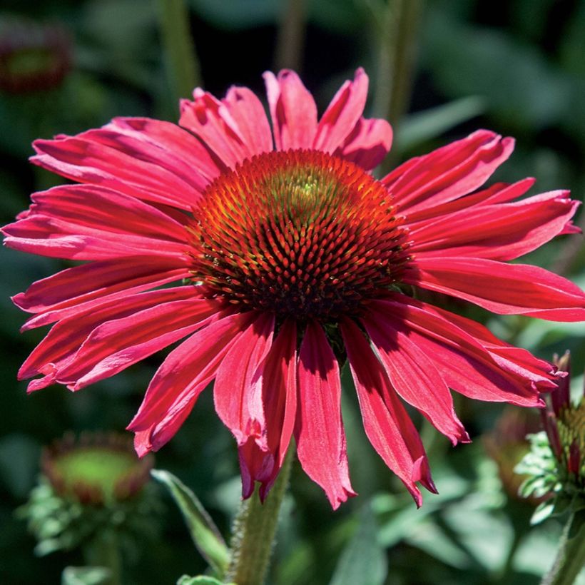 Echinacea Kismet Raspberry (Fioritura)