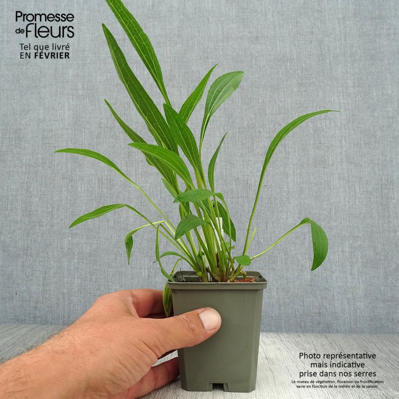 Esemplare di Echinacea purpurea Marmalade Vasetto da 8/9 cm come consegnato in autunno