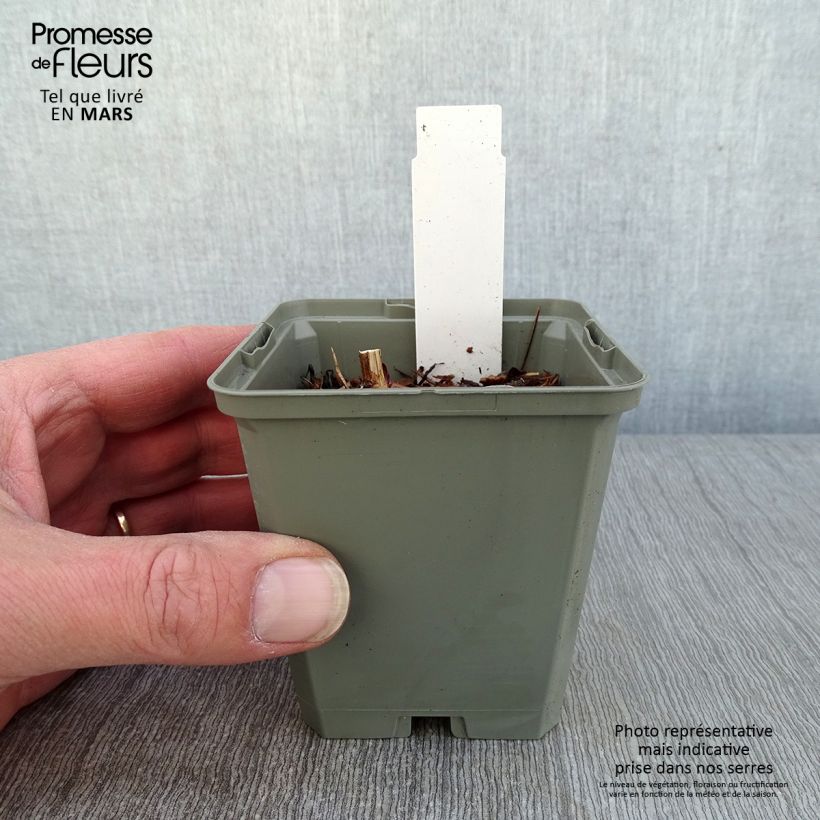 Echinacea purpurea Marmalade Vasetto da 8/9 cm esemplare consegnato in inverno