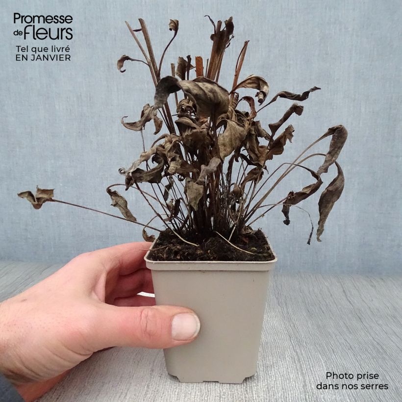 Echinacea Butterfly Orange Skipper Vasetto da 8/9 cm esemplare consegnato in inverno