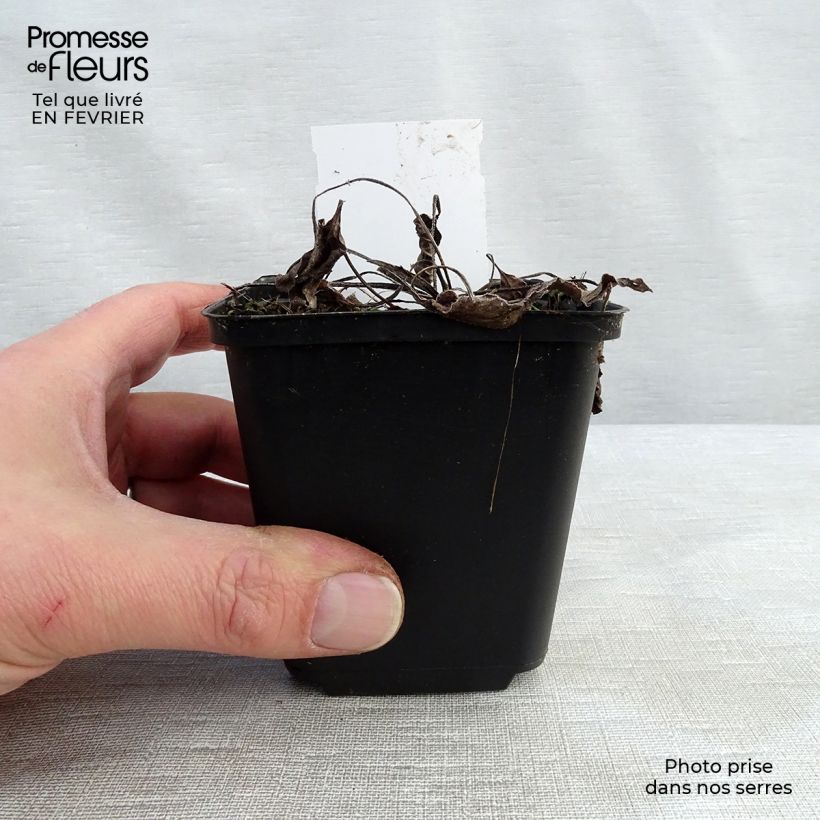 Echinacea purpurea Purity Vasetto da 8/9 cm esemplare consegnato in inverno