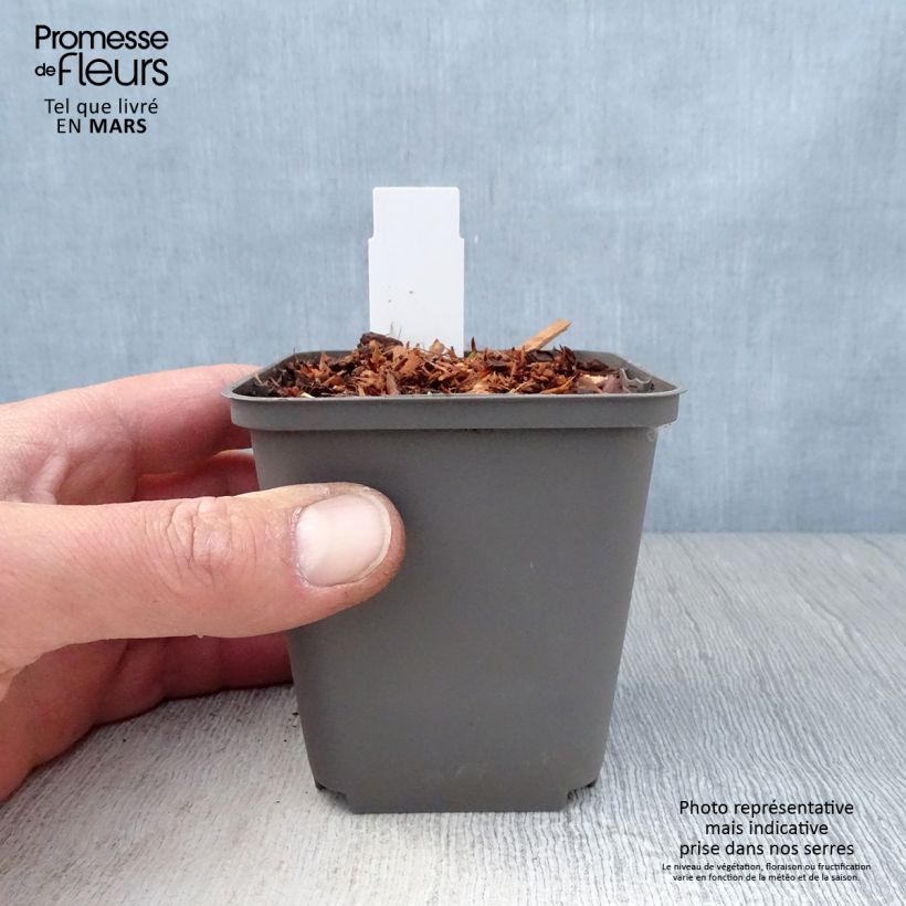 Echinacea purpurea Purity Vasetto da 8/9 cm esemplare consegnato in primavera