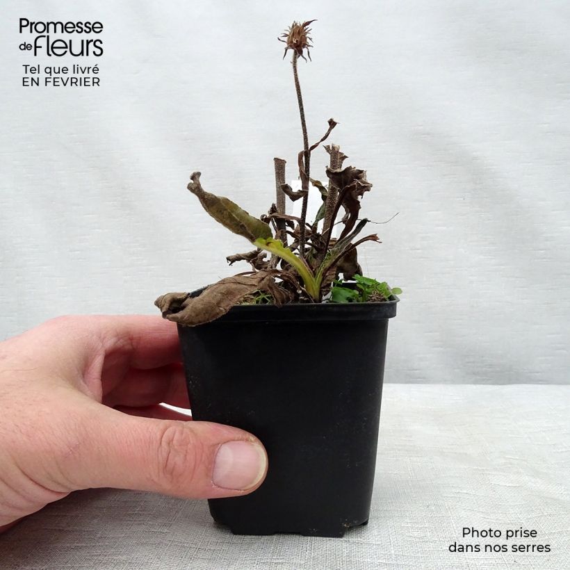 Echinacea purpurea Red Knee High Vasetto da 8/9 cm esemplare consegnato in inverno