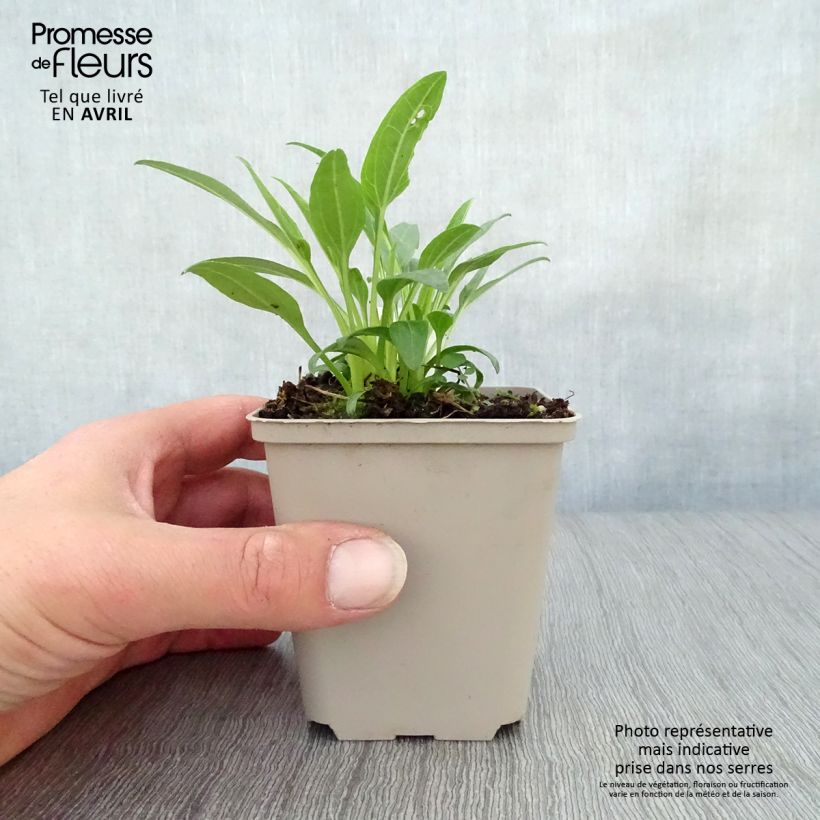 Echinacea purpurea Secret Glow Vasetto da 8/9 cm esemplare consegnato in primavera