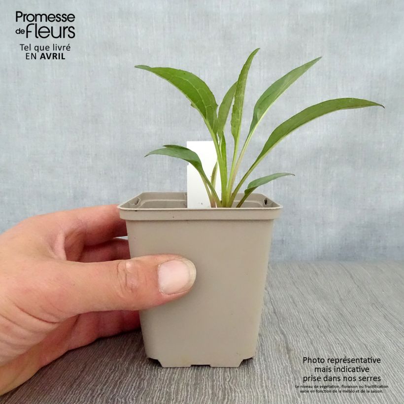 Echinacea purpurea Secret Romance Vasetto da 8/9 cm esemplare consegnato in primavera