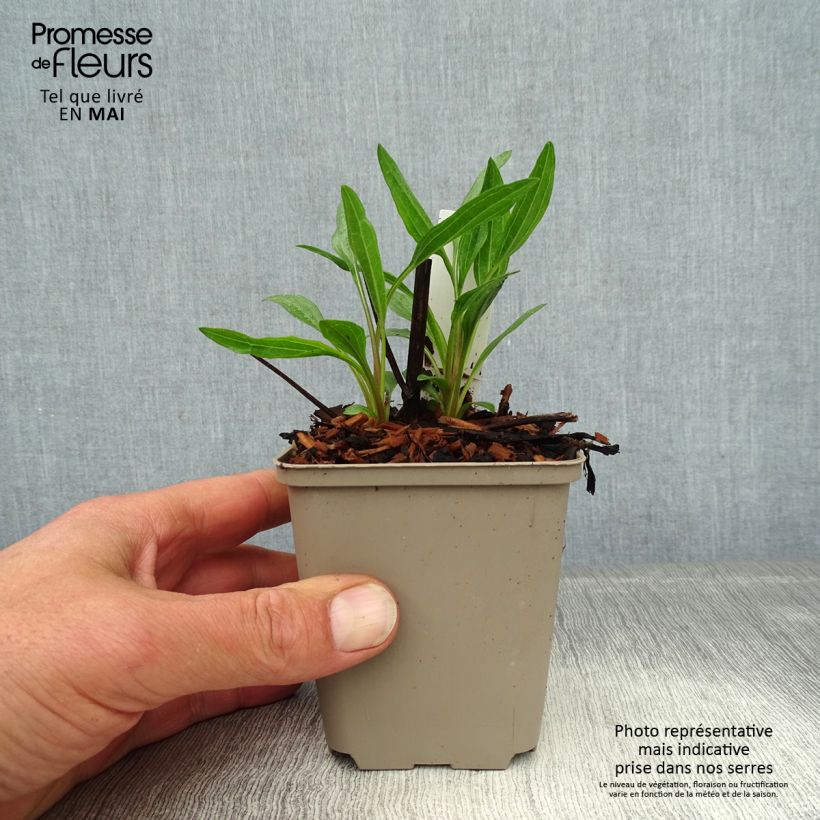 Echinacea purpurea Southern Belle Vasetto da 8/9 cm esemplare consegnato in primavera