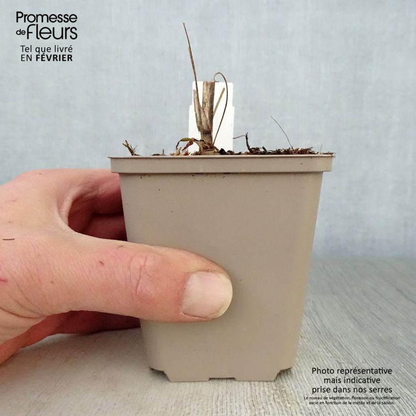 Echinacea purpurea Southern Belle Vasetto da 8/9 cm esemplare consegnato in inverno