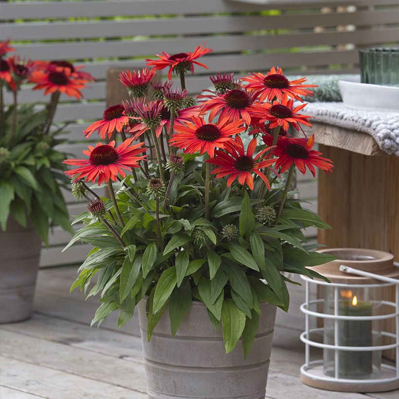 Echinacea purpurea Sun Magic Vintage Orange (Porto)