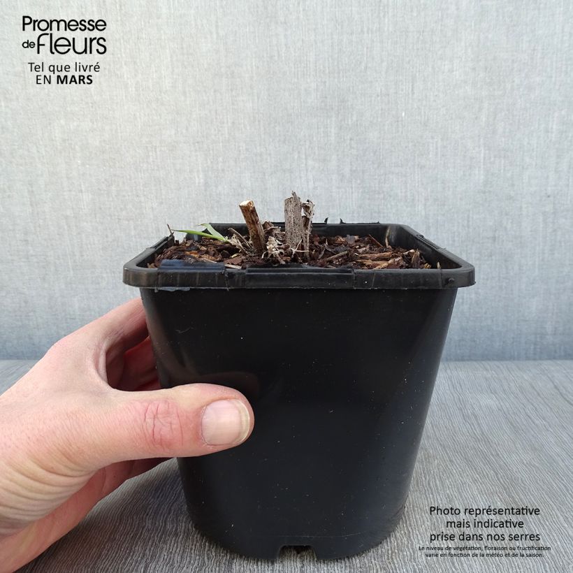 Echinacea purpurea SunSeekers Apple Green Vaso da 1,5L/2L esemplare consegnato in inverno