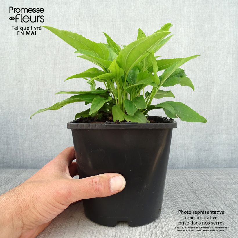 Echinacea purpurea SunSeekers Apple Green Vaso da 1,5L/2L esemplare consegnato in primavera