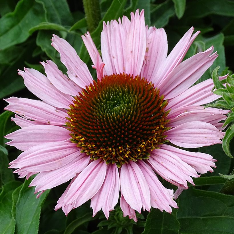Echinacea purpurea SunSeekers Salmon (Fioritura)
