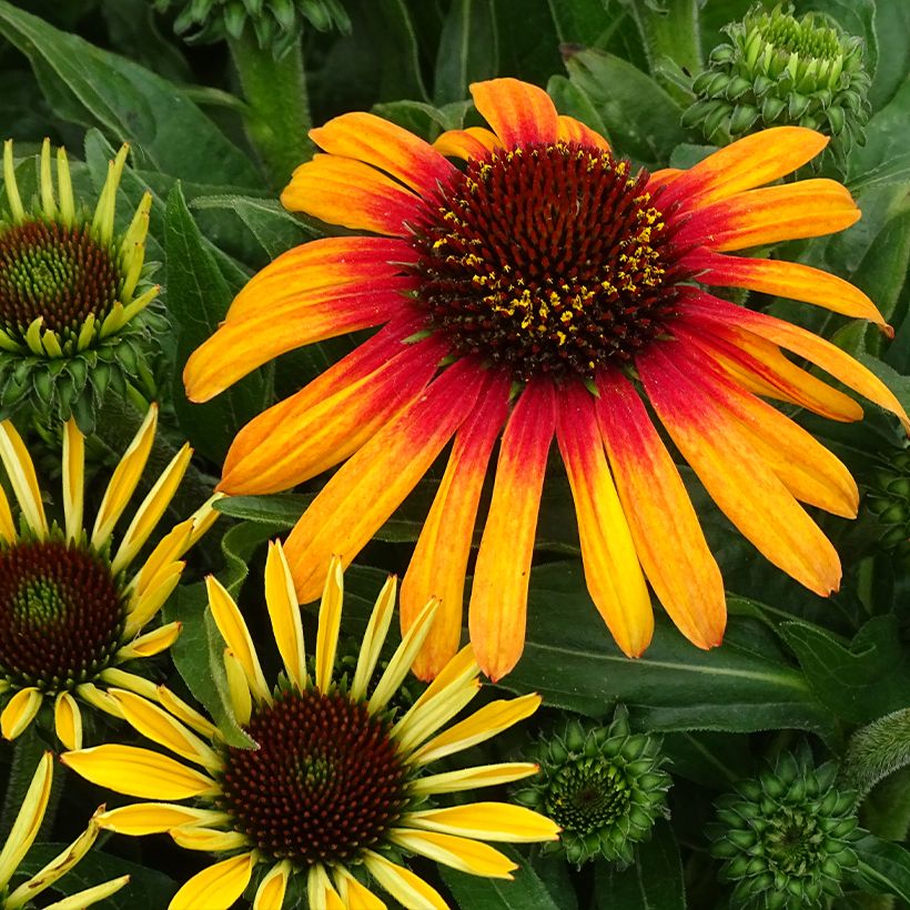Echinacea purpurea SunSeekers Tequila Sunrise (Fioritura)