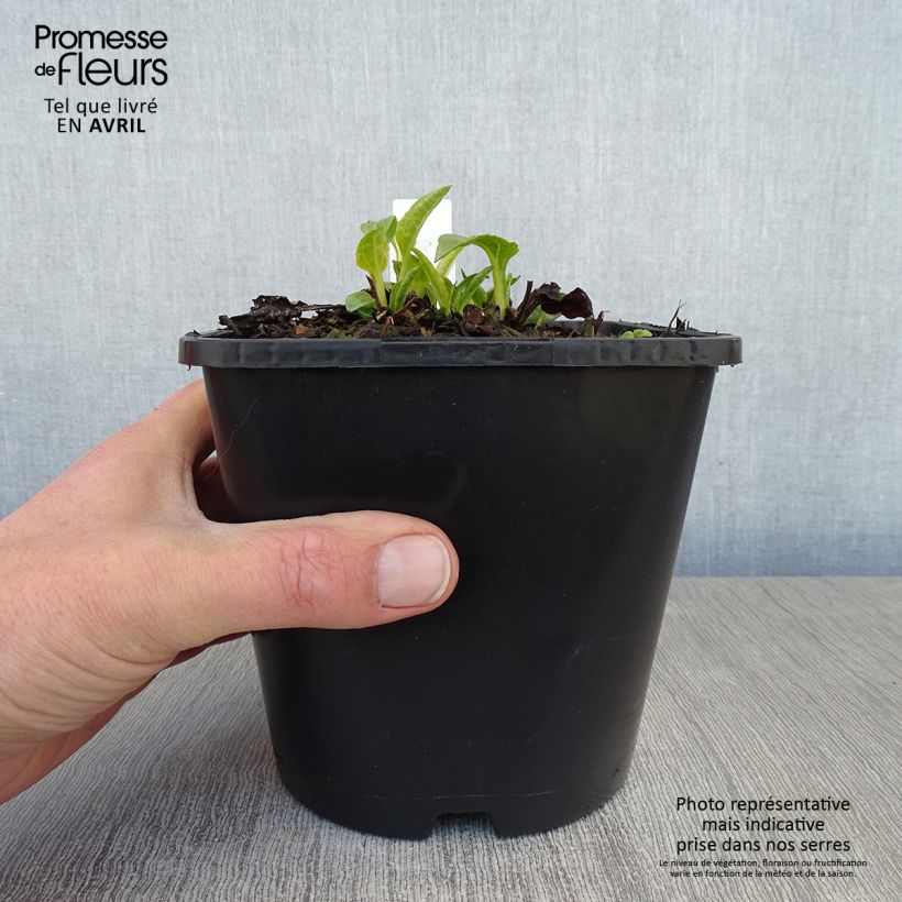 Echinacea purpurea SunSeekers White Perfection Vaso da 2L/3L esemplare consegnato in primavera