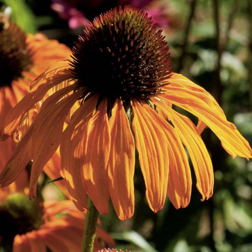 Echinacea purpurea Tangerine Dream (Fioritura)