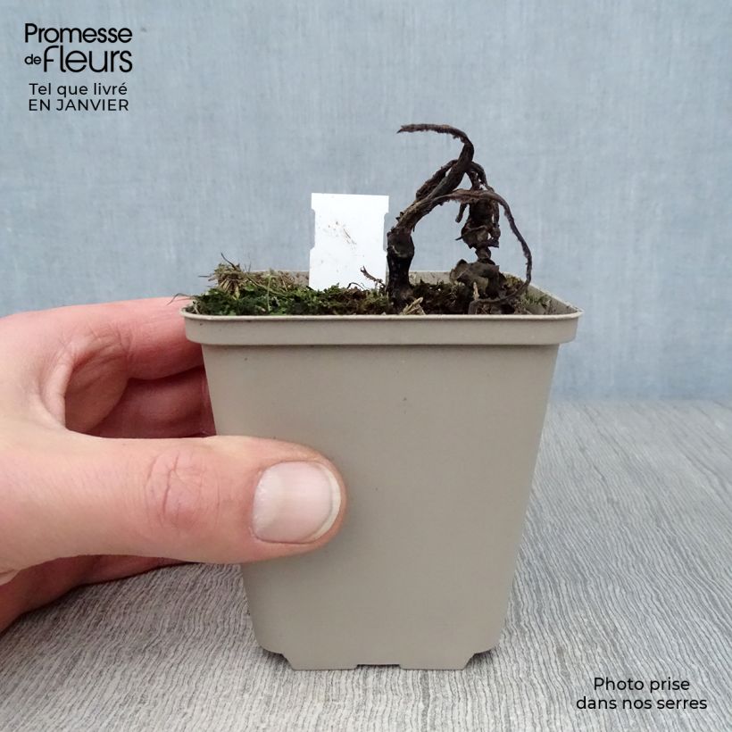 Echinacea purpurea Tangerine Dream Vasetto da 8/9 cm esemplare consegnato in inverno