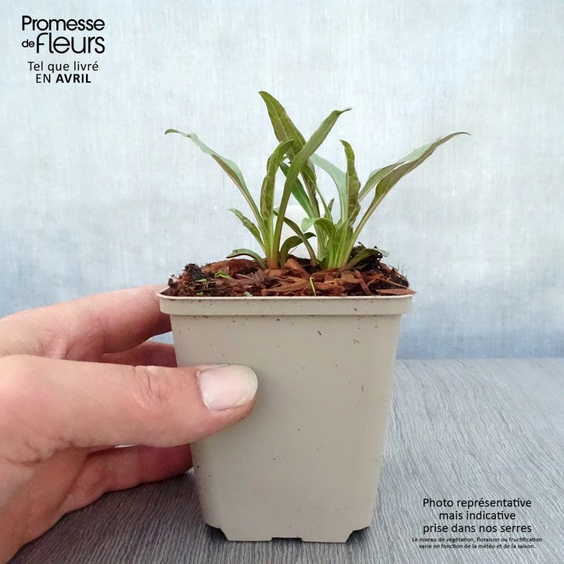 Echinacea purpurea Tangerine Dream Vasetto da 8/9 cm esemplare consegnato in primavera