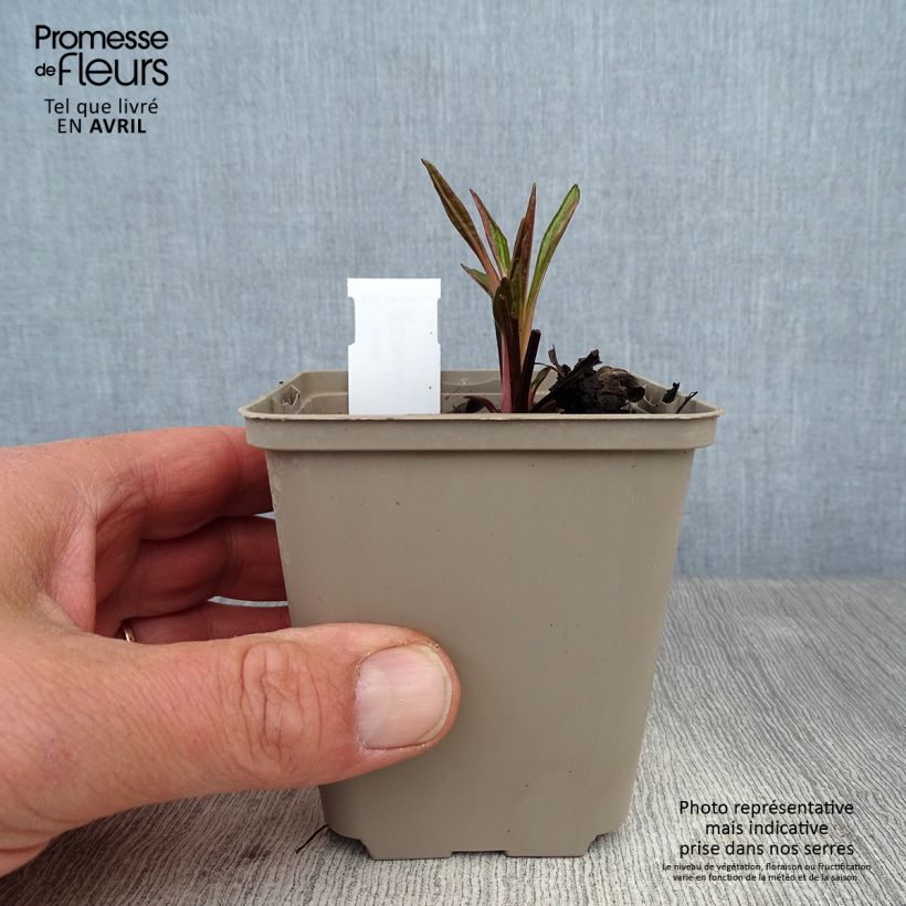 Echinacea Tiki Torch Vasetto da 8/9 cm esemplare consegnato in primavera