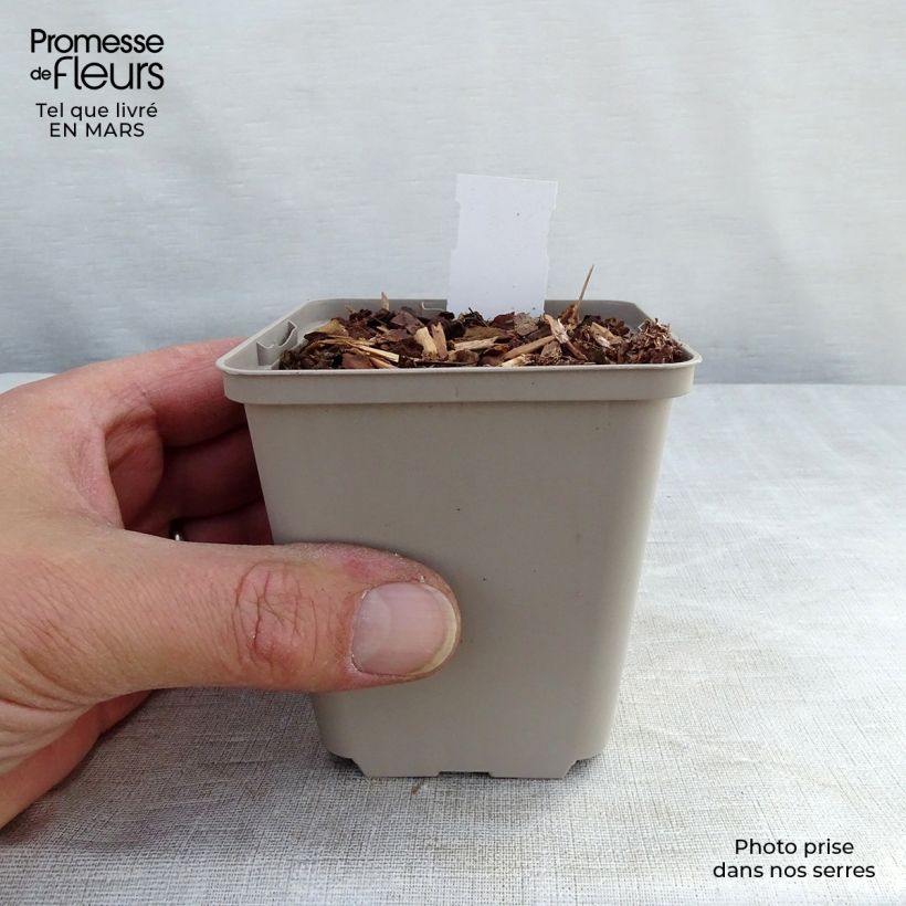 Echinacea Tiki Torch Vasetto da 8/9 cm esemplare consegnato in inverno